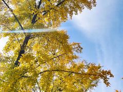 -三里屯东五街银杏大道