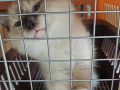 -艾贝尔宠物医院·24H转诊中心·肿瘤猫专科(江宁双龙店)