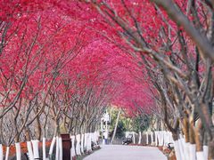 -合肥滨湖国家森林公园