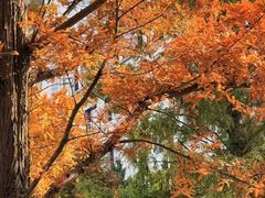 -三里屯东五街银杏大道