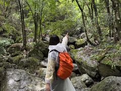 -天目山大树王景区
