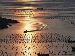 -枸杞岛