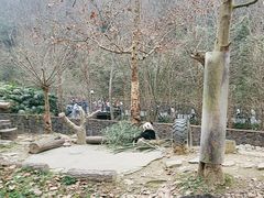 -都江堰中华大熊猫苑