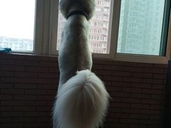 -瑞派·关忠动物医院·异宠专科·犬猫肿瘤·皮肤专科(望京店)