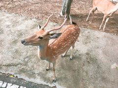 -清迈夜间动物园