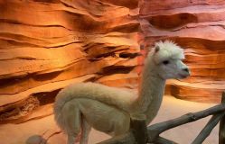 -酷嗒动物文化乐园(cutezoo西溪乐天城店)