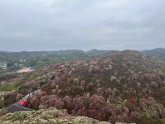 -贵州百里杜鹃风景名胜区