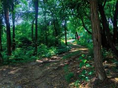 -北京西山国家森林公园