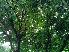 -东莞植物园