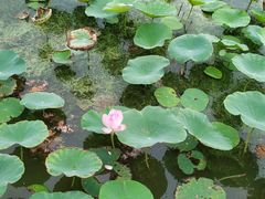 -天津东丽湖风景区
