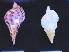 -贝壳梦幻世界