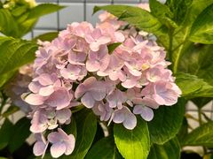 -佬缸炮江湖川菜(玉林店)