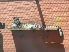 -青藏高原野生动物园