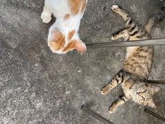 -星鹿农家乐·烤鸡·柴火鸡·团建