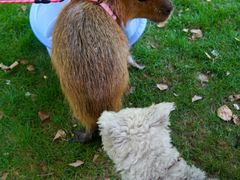 -J Create城市露营咖啡·简餐·宠物(上海动物园店)