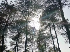 -铁山坪森林公园