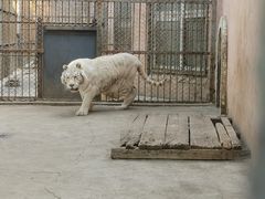 -哈尔滨北方森林动物园