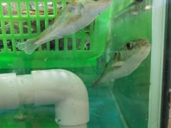 -都斛海鲜街
