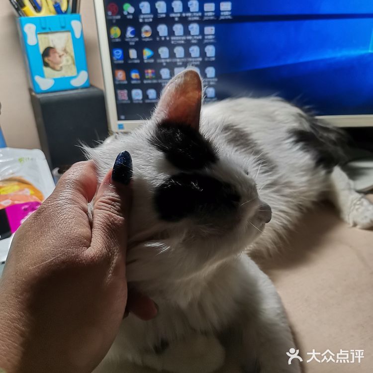 从救助到成为猫奴，从无奈到不舍只是不经意间