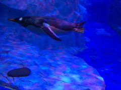 -芜湖新华联大白鲸海洋公园