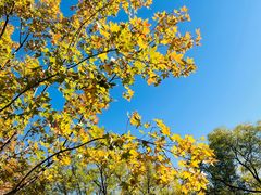 -三里屯东五街银杏大道