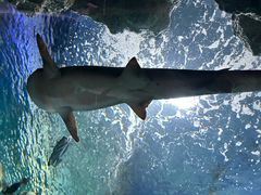 -上海海洋水族馆