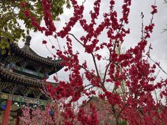 -金城公园