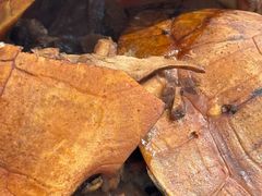 -农汤老店(顺联公园里店)