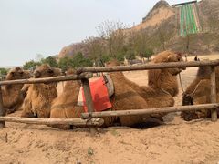 -古柏渡飞黄旅游区