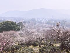 -香雪海