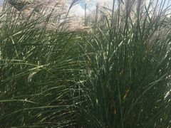 -羊亭河湿地公园