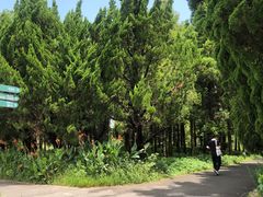 -东平国家森林公园