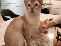 -遇见羊驼·奶狗咖·布偶猫咖·法斗柯基柴犬阿拉斯加(春熙路太古里IFS店)