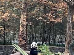 -都江堰中华大熊猫苑