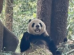 -中国大熊猫保护研究中心雅安碧峰峡基地