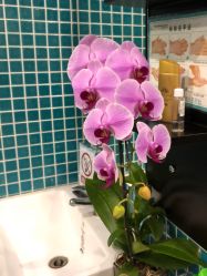 点击看大图 -北京米扬丽格医疗美容·联合丽格鼻整形中心