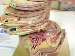 -日本科学未来馆
