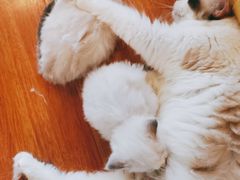 -十年猫舍·猫咪专门店(普陀店)