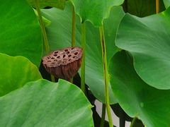 -荷塘月色湿地公园·向阳花洲