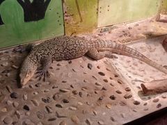 -上海大自然野生昆虫馆