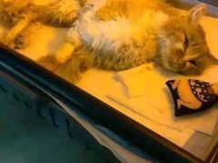 盛京一禾-盛京一禾