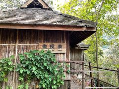 -西双版纳原始森林公园