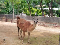 -石家庄市动物园