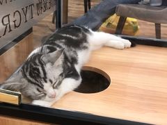 -袖虎·猫馆(体育西路店)