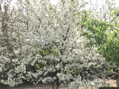 -济南国际园博园