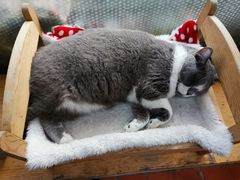 -猫小院猫主题咖啡厅(北锣店)