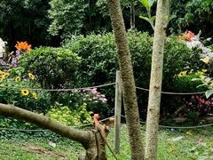 -深圳仙湖植物园