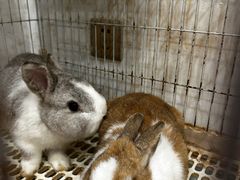 -楼上猫咖(罗湖店)