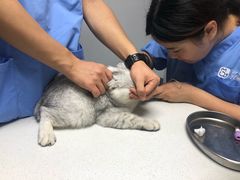 -宠颐生动物医院·猫科·心脏科(海口分院)