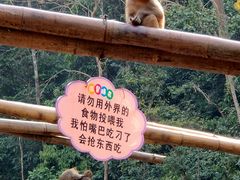 -西双版纳原始森林公园
